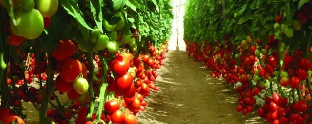 Аграрии Волгоградской области наращивают урожайность тепличных томатов